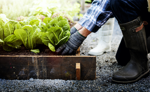 Vegetable Garden: How to Get Started