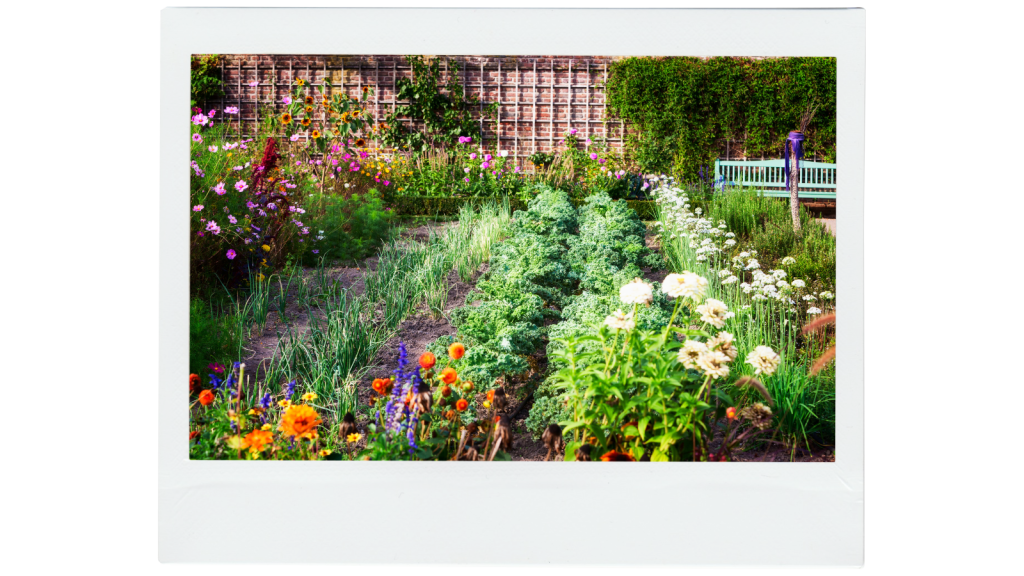 Colorful garden with mixed rows of vegetables and flowers demonstrating companion planting techniques.
