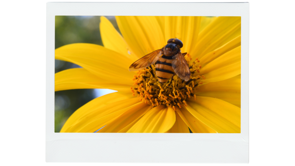 Close-up of a bee pollinating a bright yellow flower, highlighting pollinator activity in a companion garden.