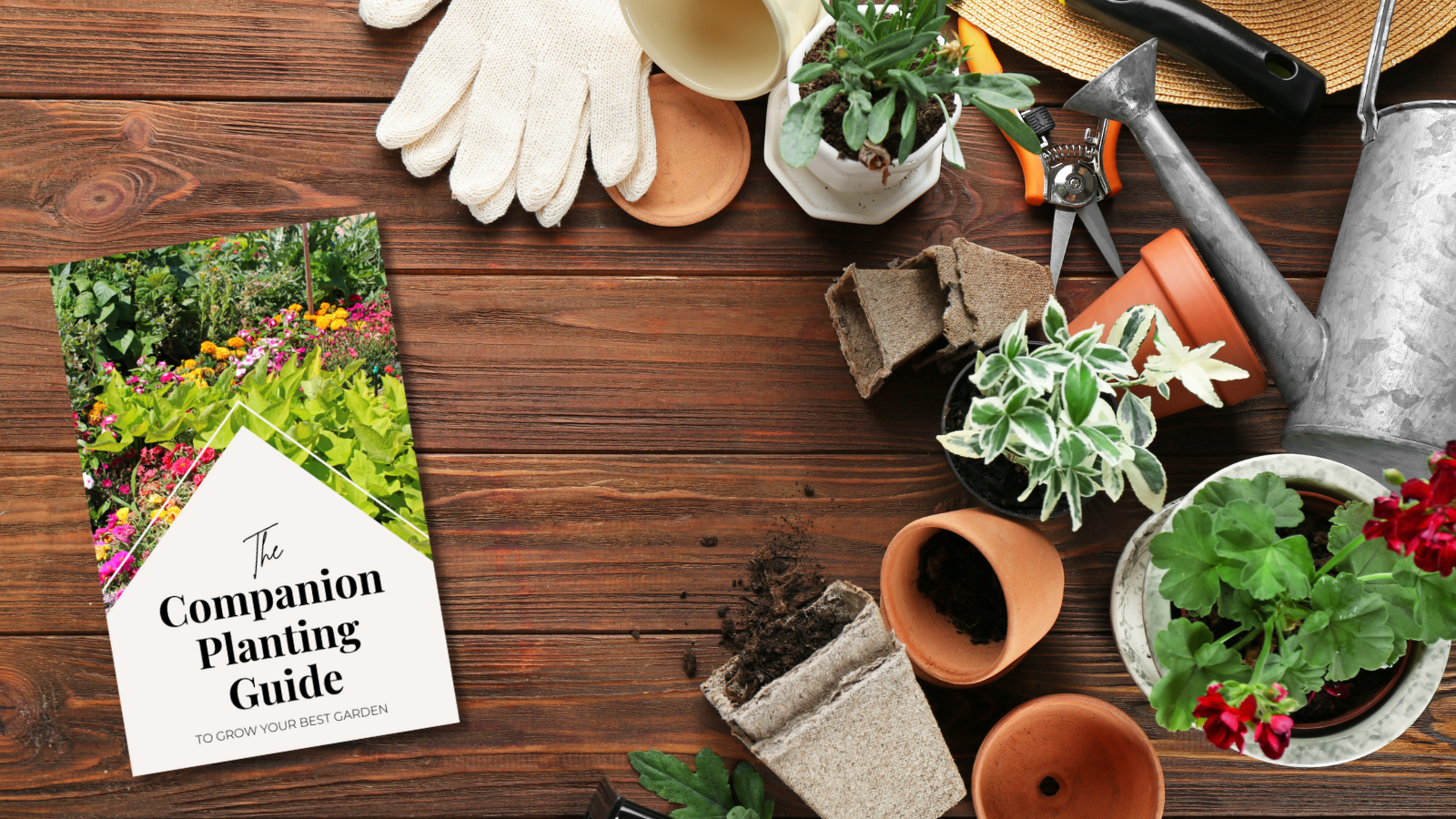 Companion Planting Made Simple: A Beginner’s Guide to Better Gardening